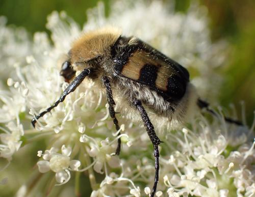 Réf. 324 537 : Trichius fasciatus